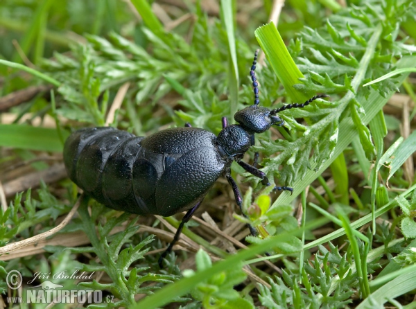 Schwarzer Maiwurm (Meloe proscarabaeus)