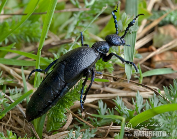 Schwarzer Maiwurm (Meloe proscarabaeus)