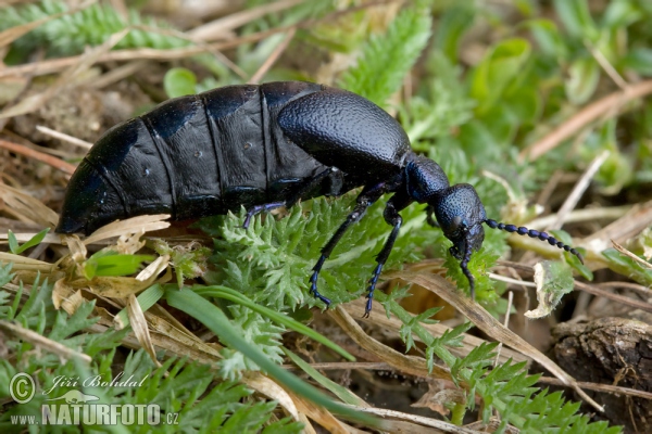 Schwarzer Maiwurm (Meloe proscarabaeus)