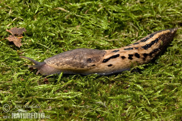 Schwarzer Schnegel (Limax cinereoniger)