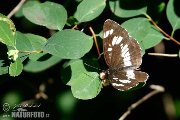 Schwarzer Traverfalter (Neptis rivularis)