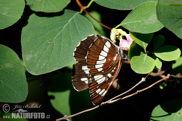 Schwarzer Traverfalter (Neptis rivularis)