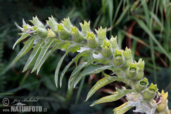 Schwarzes Bilsenkraut (Hyoscyamus niger)