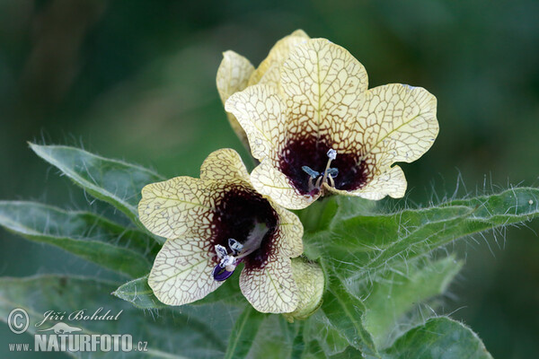 Schwarzes Bilsenkraut (Hyoscyamus niger)