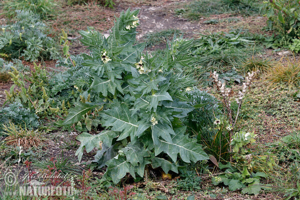 Schwarzes Bilsenkraut (Hyoscyamus niger)