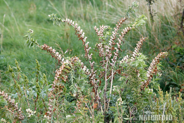 Schwarzes Bilsenkraut (Hyoscyamus niger)