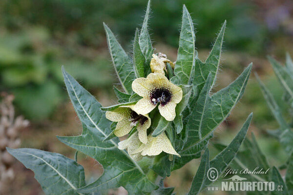 Schwarzes Bilsenkraut (Hyoscyamus niger)