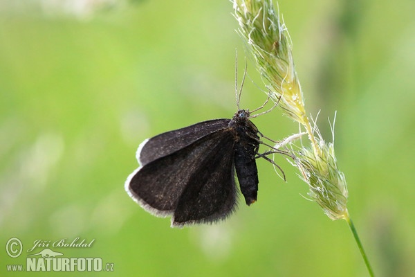 Schwarzspanner (Odezia atrata)