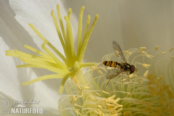 Schwebfliegen (Episyrphus balteatus)