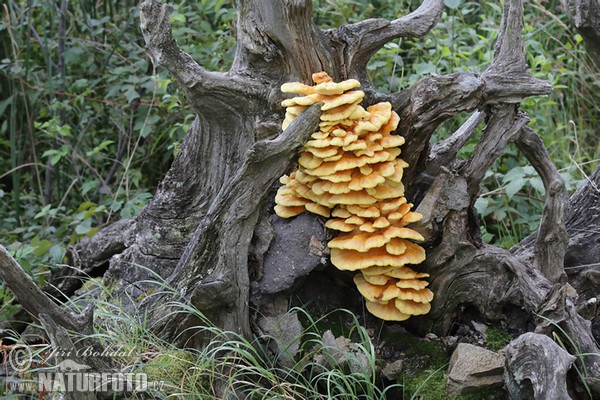 Schwefelporling (Laetiporus sulphureus)