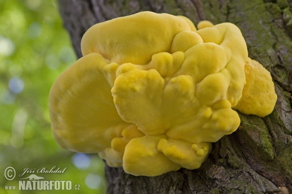 Schwefelporling (Laetiporus sulphureus)