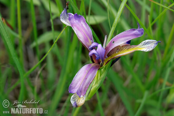 Schwertlilie (Iris graminea)