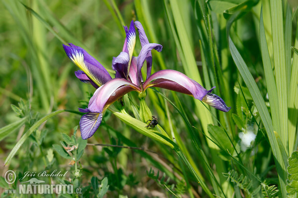 Schwertlilie (Iris graminea)