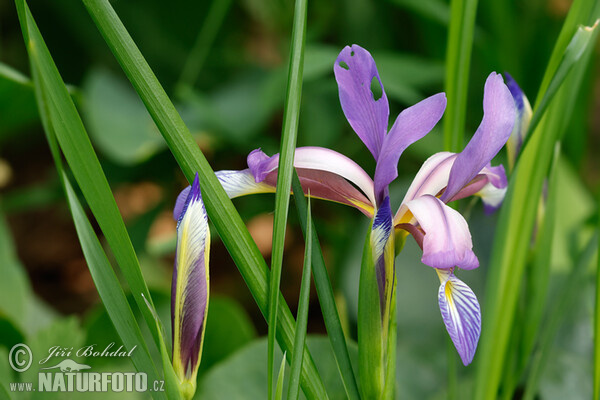 Schwertlilie (Iris graminea)