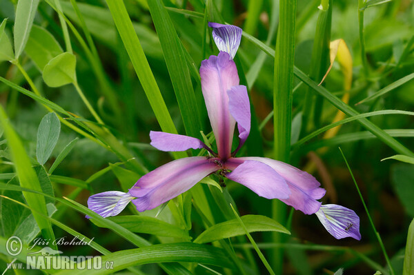 Schwertlilie (Iris graminea)