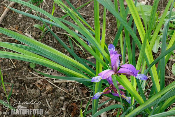 Schwertlilie (Iris graminea)