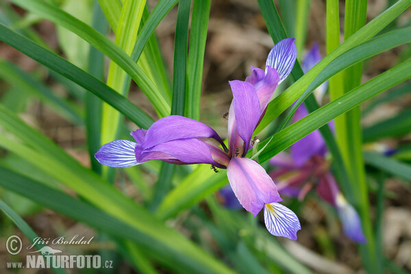 Schwertlilie (Iris graminea)