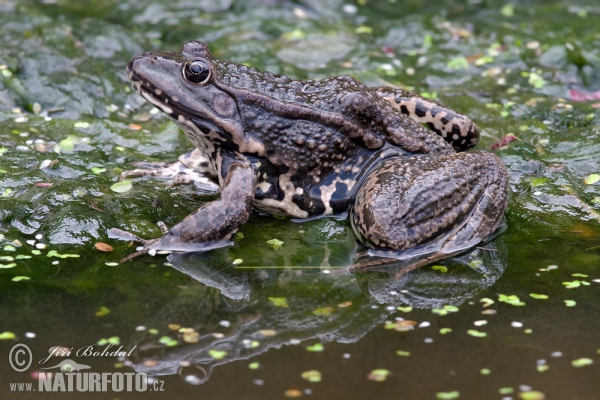 Seefrosch (Rana ridibunda)