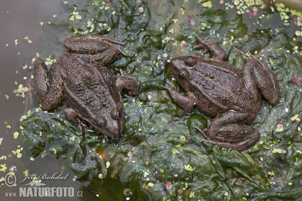 Seefrosch (Rana ridibunda)