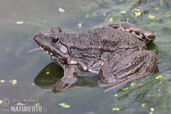 Seefrosch (Rana ridibunda)