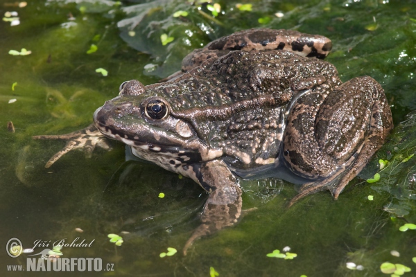 Seefrosch (Rana ridibunda)