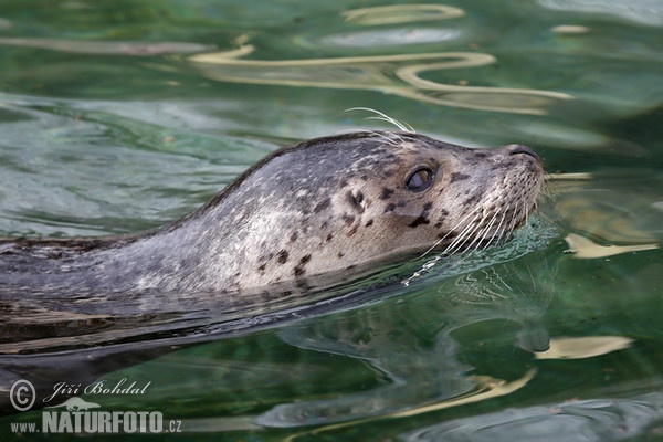 Seehund (Phoca vitulina)