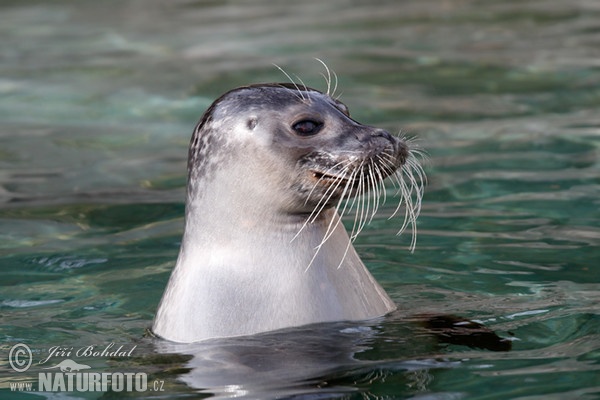 Seehund (Phoca vitulina)