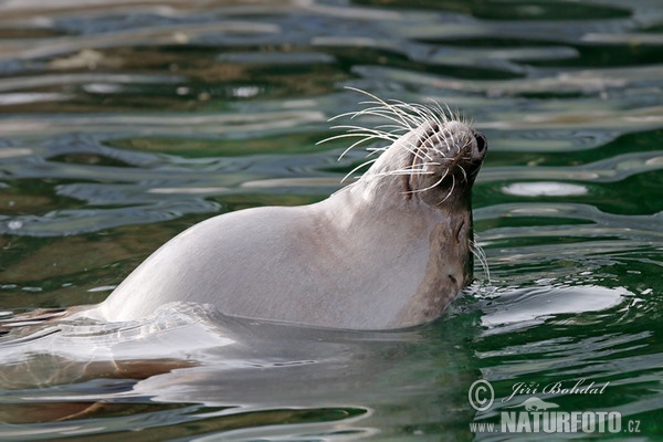 Seehund (Phoca vitulina)