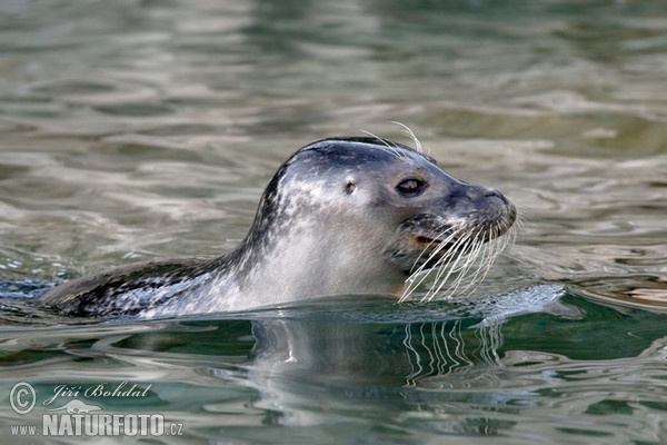 Seehund (Phoca vitulina)