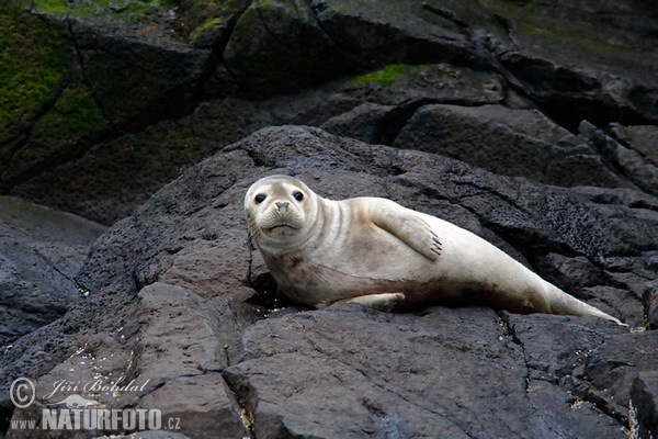 Seehund (Phoca vitulina)