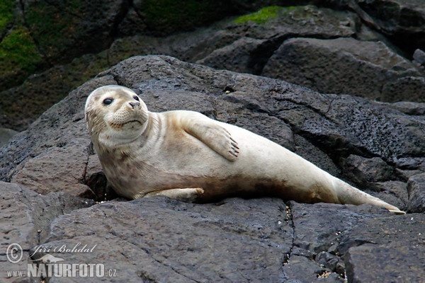 Seehund (Phoca vitulina)