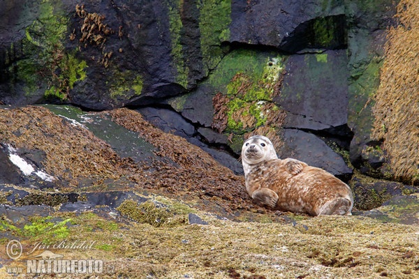 Seehund (Phoca vitulina)