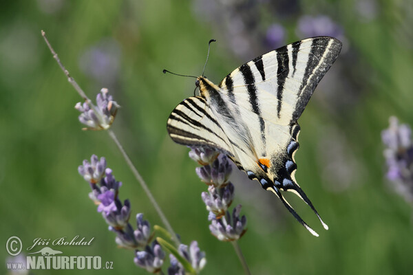 Segelfalter (Iphiclides podalirius)