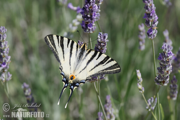 Segelfalter (Iphiclides podalirius)