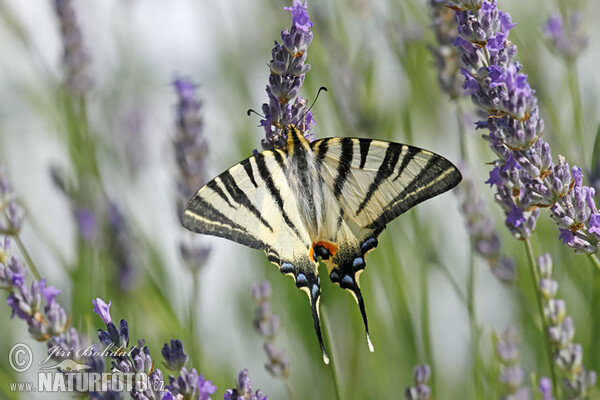 Segelfalter (Iphiclides podalirius)