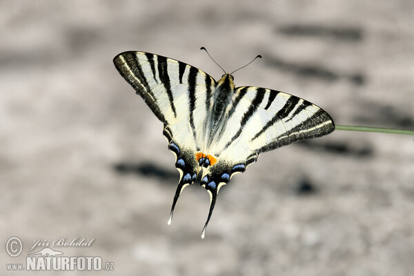 Segelfalter (Iphiclides podalirius)