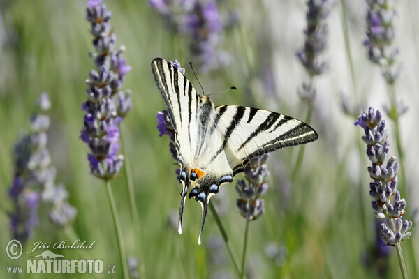 Segelfalter (Iphiclides podalirius)