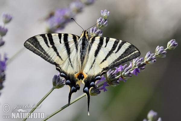 Segelfalter (Iphiclides podalirius)