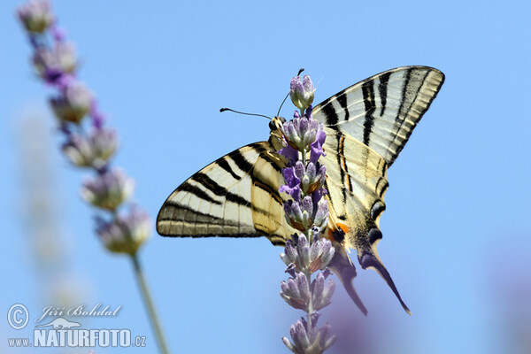 Segelfalter (Iphiclides podalirius)