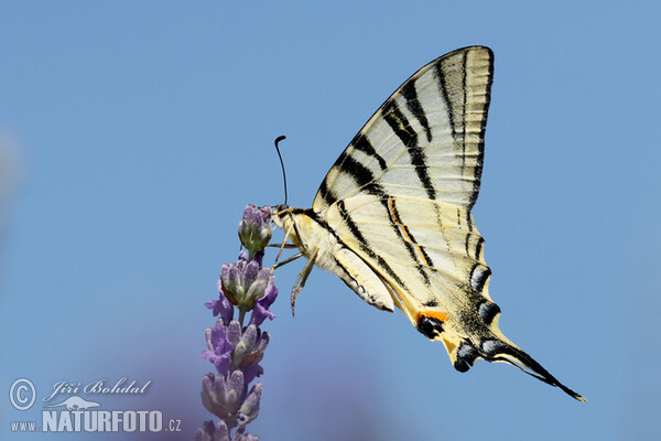 Segelfalter (Iphiclides podalirius)