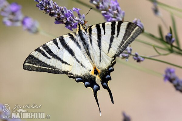 Segelfalter (Iphiclides podalirius)