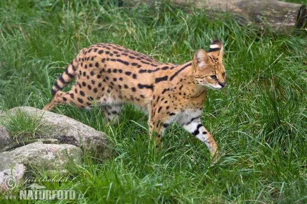 Serval (Leptailurus serval)