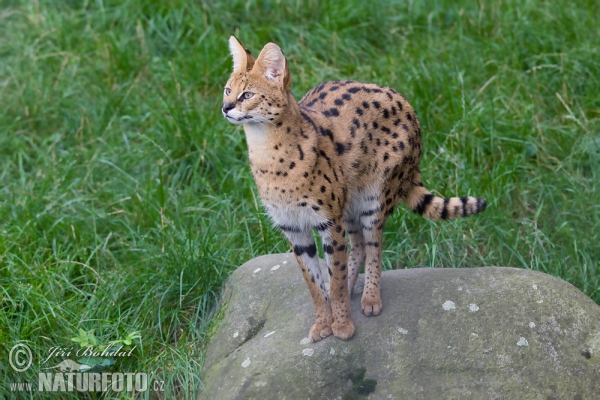 Serval (Leptailurus serval)