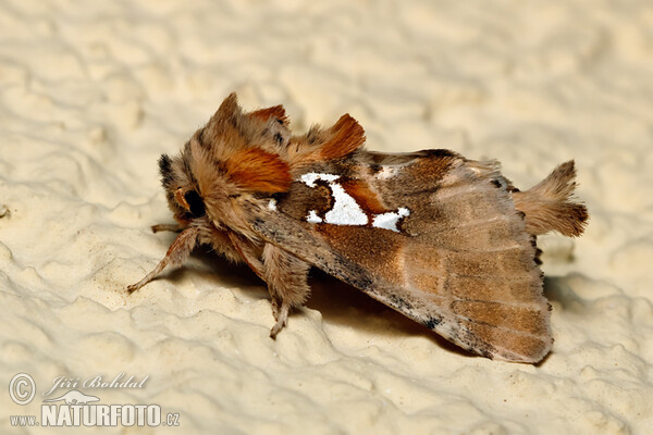 Siberfleck-Zahnspinner (Spatalia argentina)