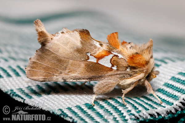 Siberfleck-Zahnspinner (Spatalia argentina)