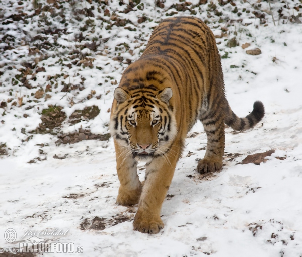 Sibirischer Tiger (Panthera tigris altaica)