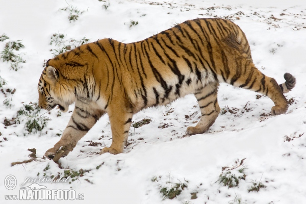 Sibirischer Tiger (Panthera tigris altaica)