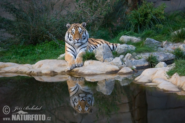 Sibirischer Tiger (Panthera tigris altaica)