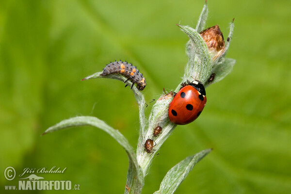 Siebenpunkt (Coccinella septempunctata)