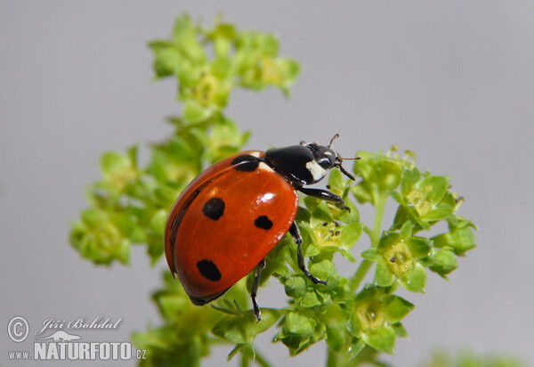 Siebenpunkt (Coccinella septempunctata)